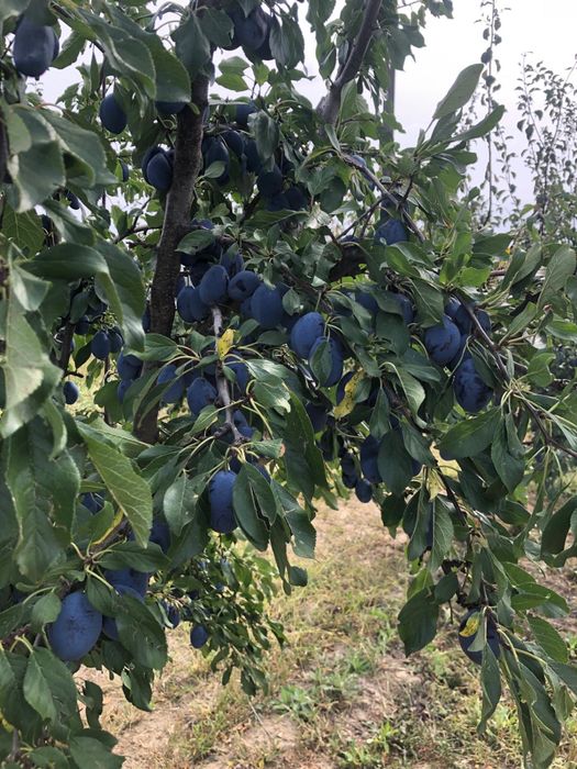 Prune pentru tuica