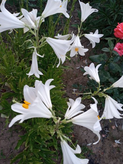 Цветы лилии белые