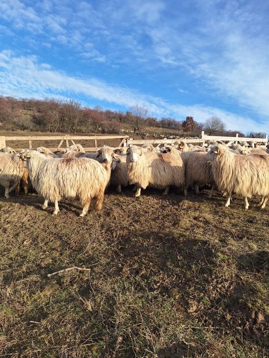 Se vinde 45 de mioare si stră-mioare pret 1000 lei negociabil!