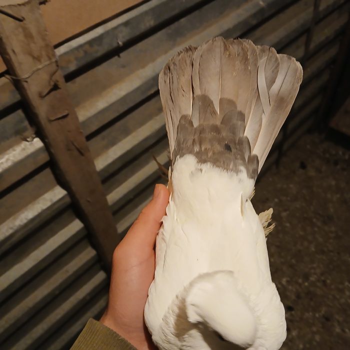 Прадам галубеи разных парод