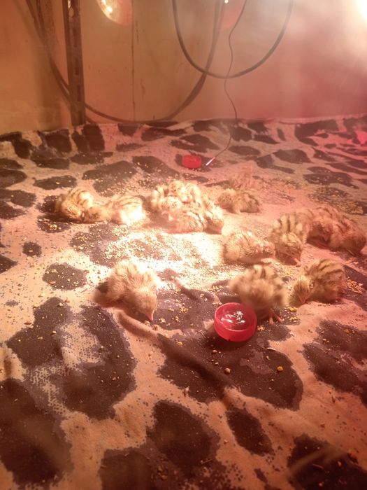 Pui prepeliță de o zi