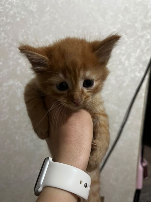 Отдам в добрые руки