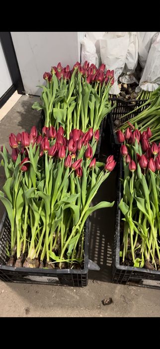 Голландские Тюльпаны