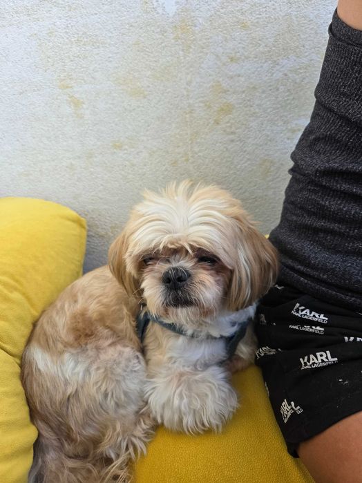 Хотел за кучета Хачико