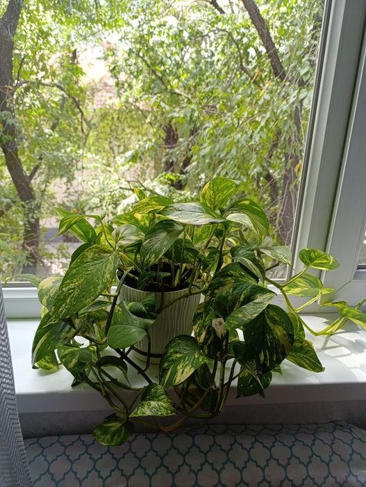 Продам комнатный цветок