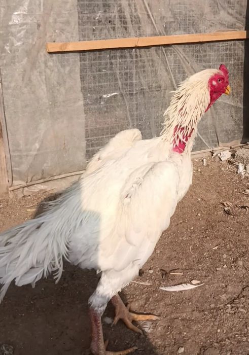 О шамо шөже сатылады