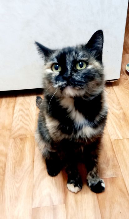 Кошечка для Души .Стерелизована