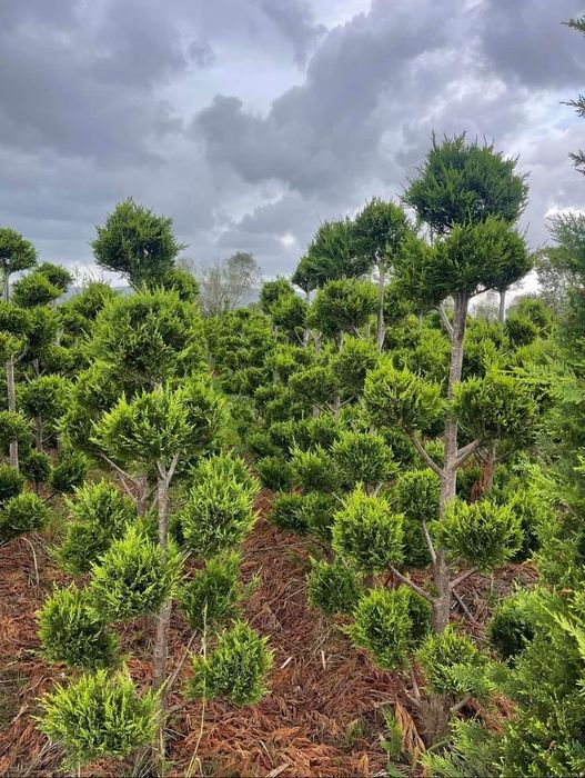 Vând plante ornamentale diferite specii prețuri foarte bune etc