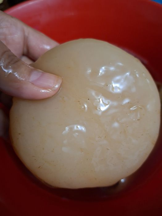 kombucha cu instrucțiuni și stater
