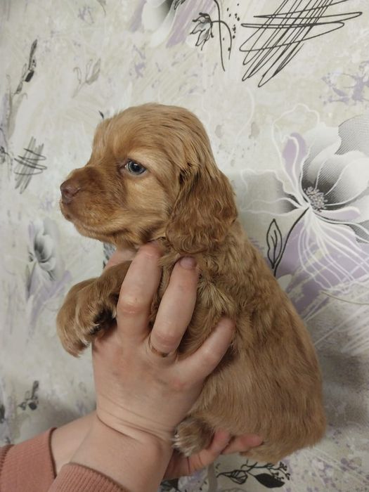 Продам чистокровного спаниеля