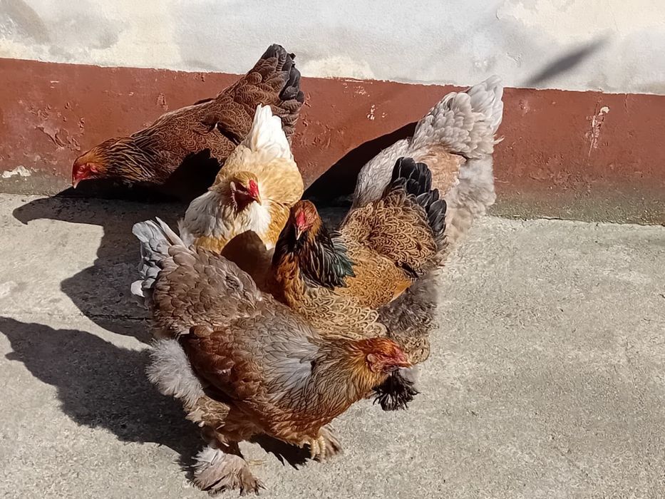 Vand găini Brahma