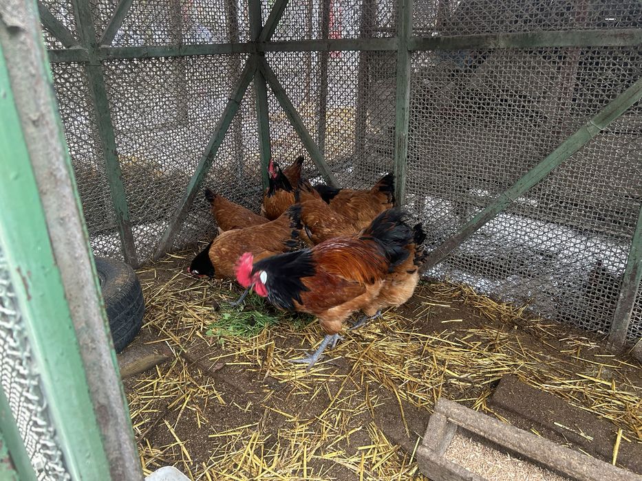 Форверкт оплодени яйца