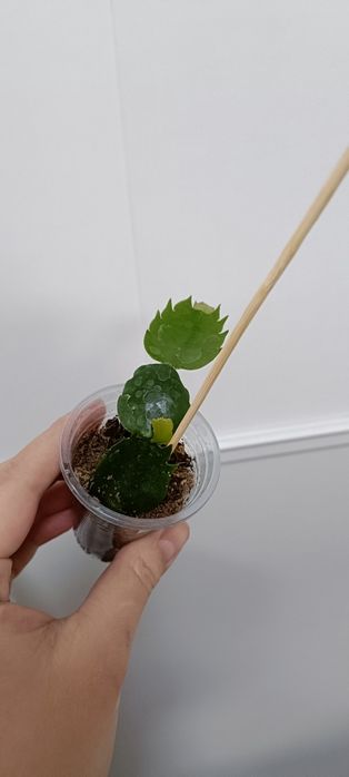 В наличии цветочки по 1000 тенге