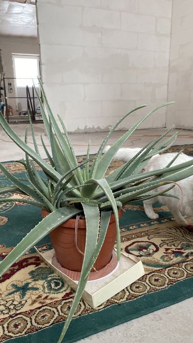 Продам алоэ лечебное