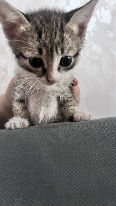 милые домашние котята