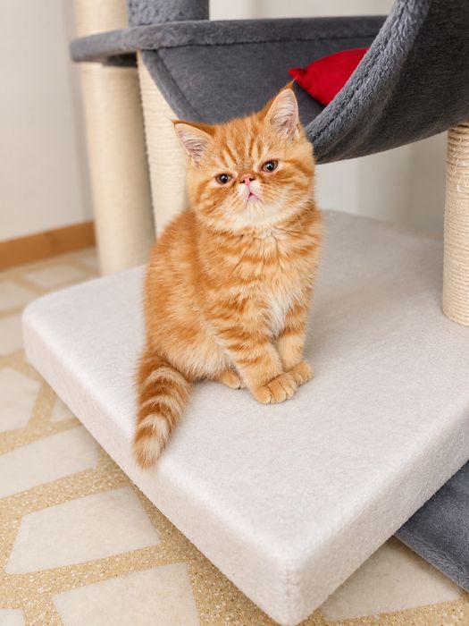 Pui pisica exotic shorthair