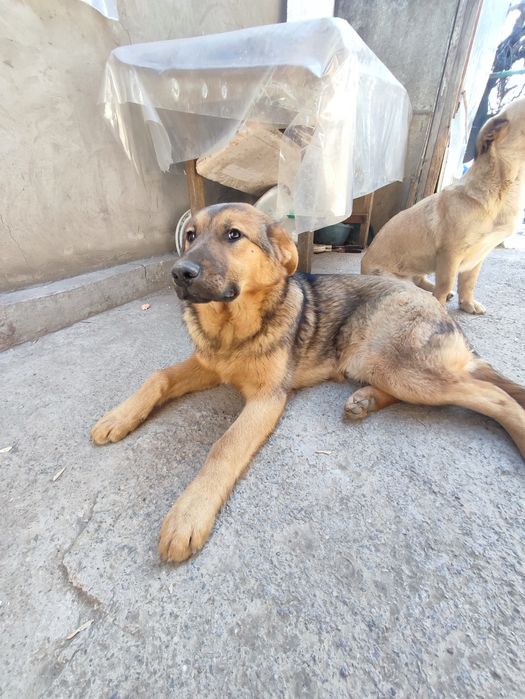 Собака в добрые руки