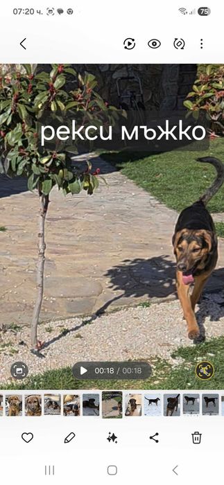 Подарявам кученца