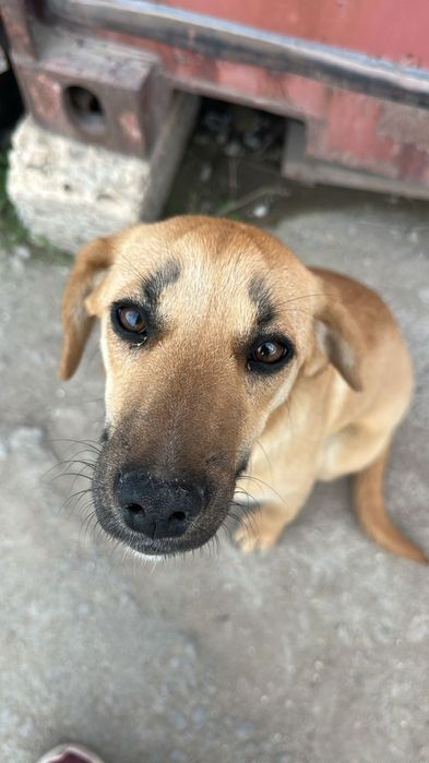 Щенок ищет дом и хорошего хозяина