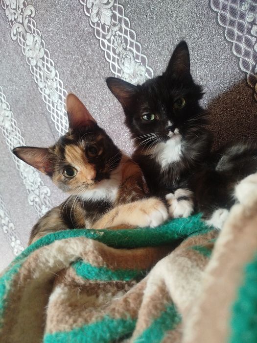 Котята! Бесплатно с доставкой