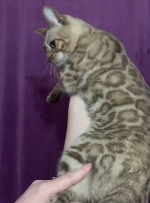 Продам Бенгальского кота