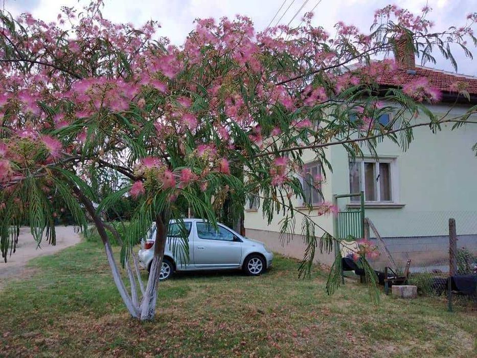 Албиция - Фиданки
