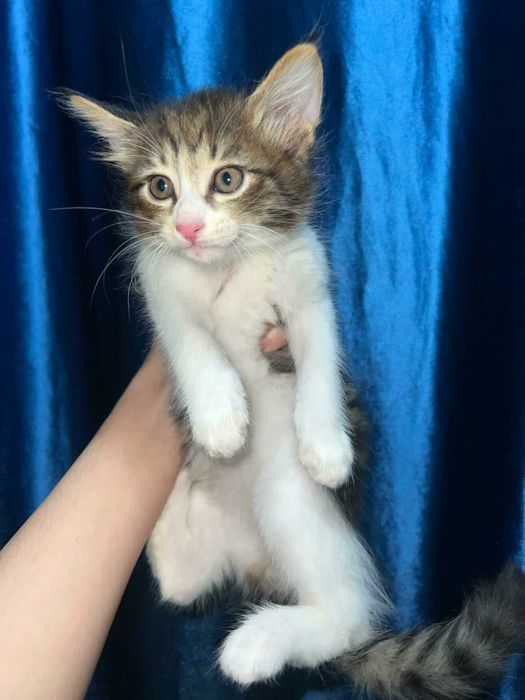 Мушук кошки мушик боласи