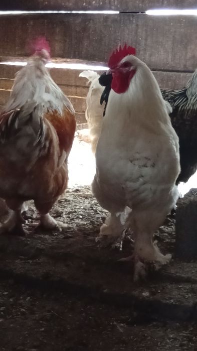 Vând rate și cocosi