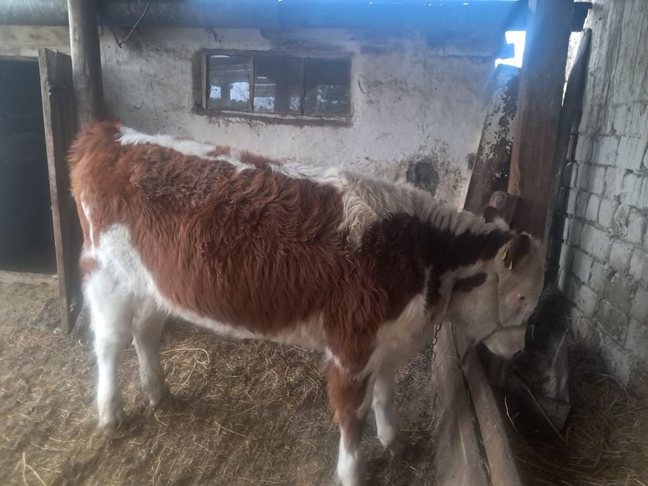 Еки ургашы баспак сатылады