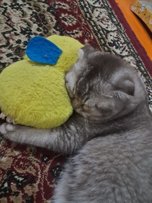 вязка шотландских кошек