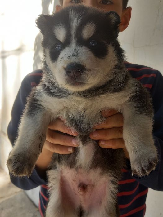 Продаются щенки породы Хаски.