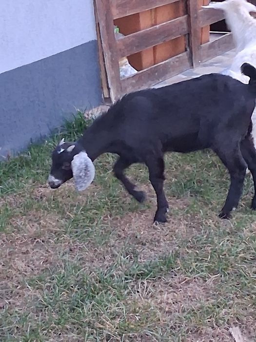 Vând tăpuc si iedă