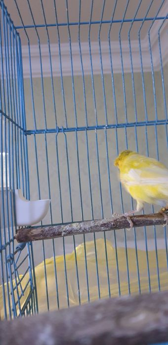 Самцы канареек взрослые очень красивая песня