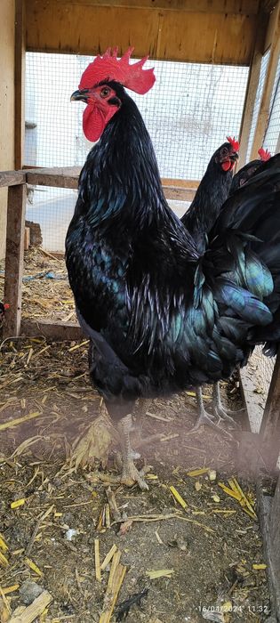Toshkent Viloyati Zangiota tumani Abdujalilbob man bo