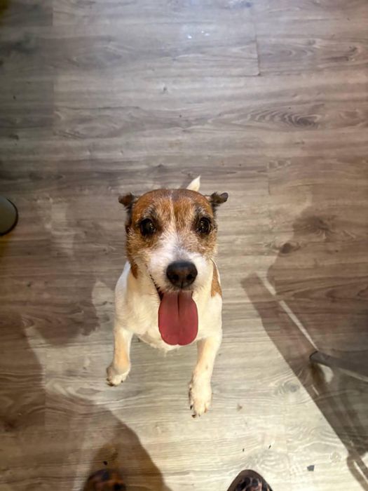 Джек рассел продается