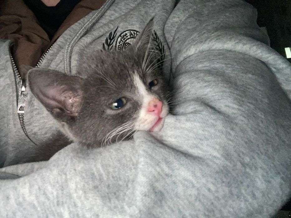 Отдам котенка в хорошие руки