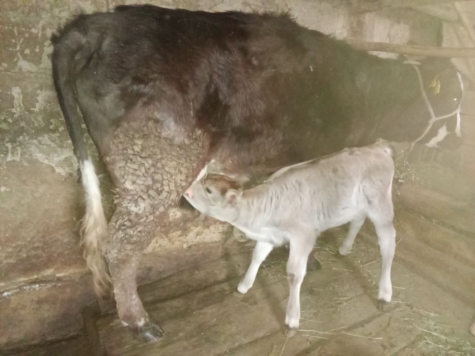 Бұзаулы сиыр, бірінші тума.