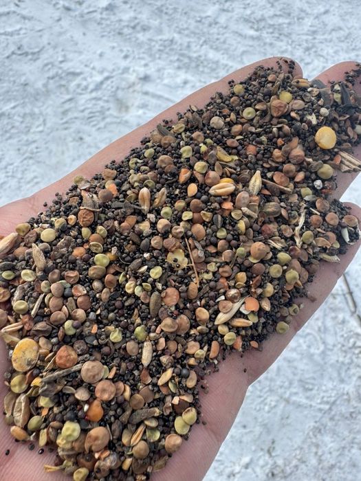 Рапс и чечевица петропавловск