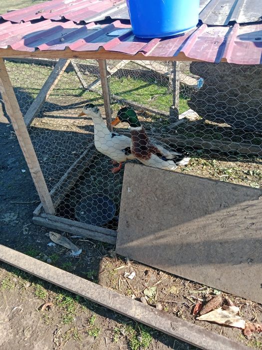 Vând 2 rățoi de anul trecut și curci