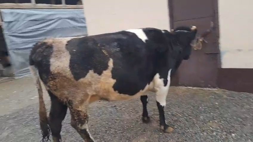 Карова сигар сатылады