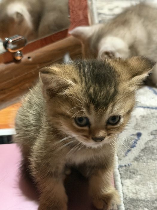 Кацата 1/5 месецов