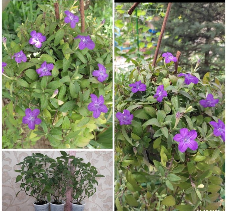 Неприхотливые комнатные цветы