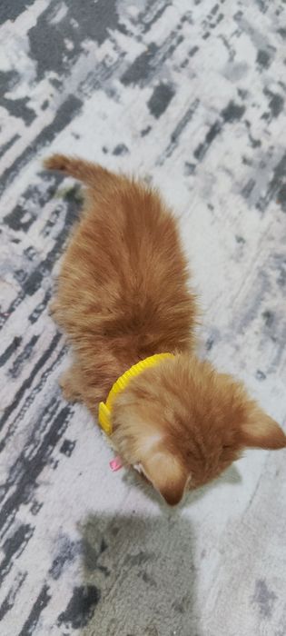 Отдам в добрые руки