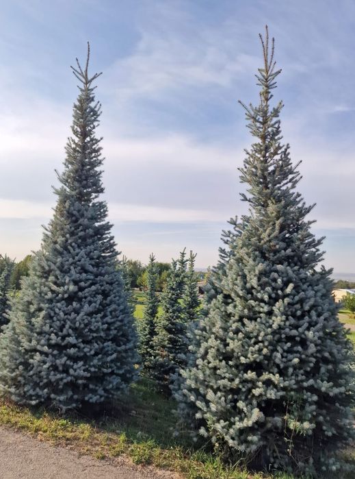 Ели туи тополя сосны