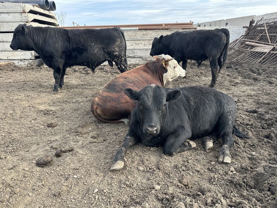 Продам Быков Ангусов на племя