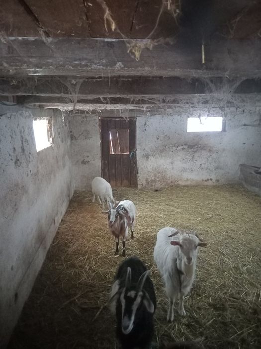 3Capre Și 1Țap 1500