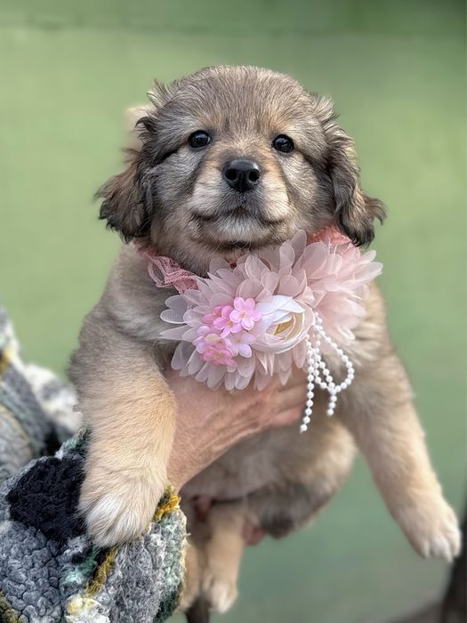 Уходенные щенки ищут дом