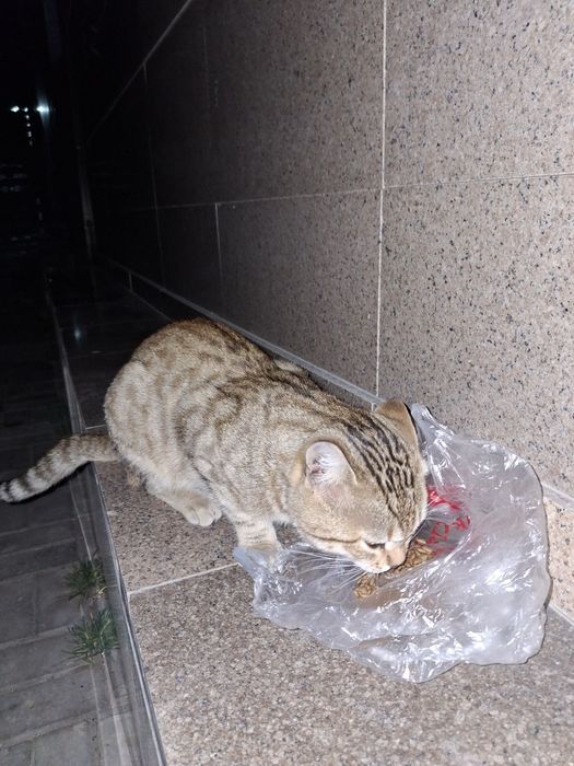 Пристраиваю котика