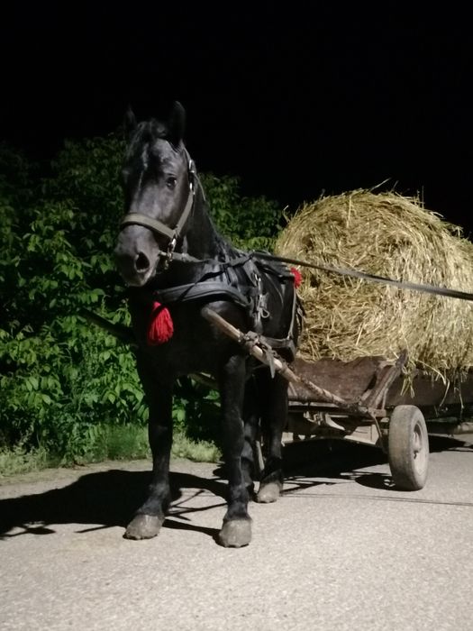 Mânz negru semigreu
