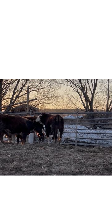 Продам быка продам бычка